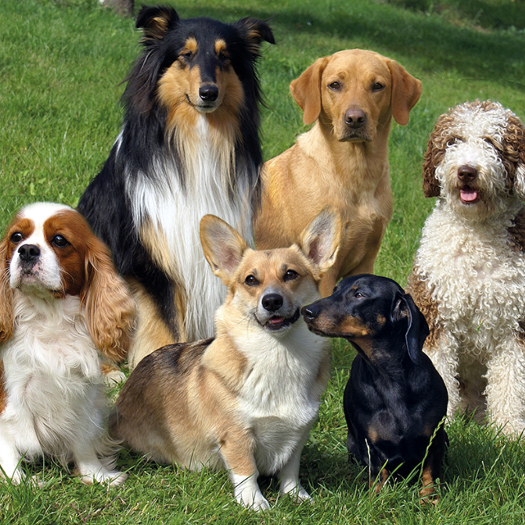 Välkommen till NordiskaDjur